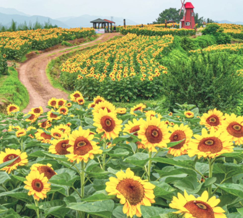 강주해바라기 축제 일정 프로그램 함안 맛집 주변 즐길거리 주차 정보
