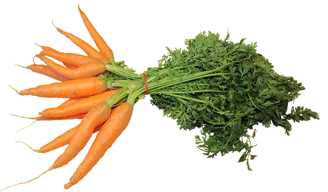 당근 재배 씨 뿌리기 토심 확보 잡초 관리_9