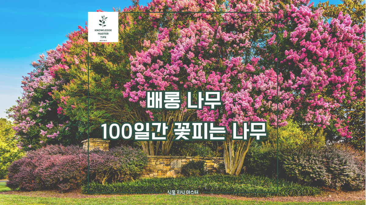 배롱나무, 100일간 꽃피는 나무