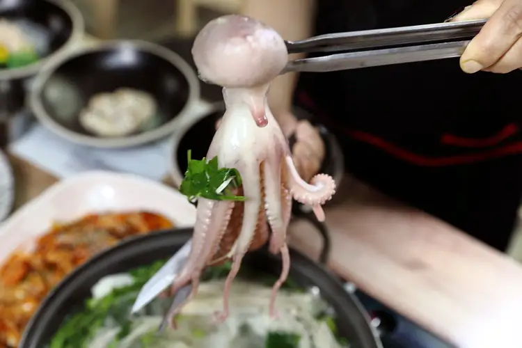 국내산 낙지로 만든 낙지볶음 & 낙지 물회 맛있는 곳 추천