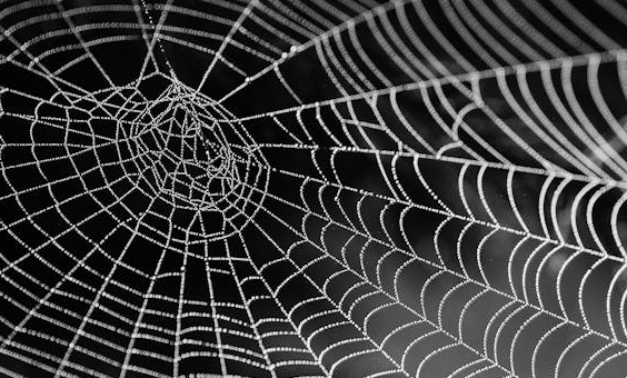 거미 독이 심혈관 질환 치료제 연구에 기여하는 방식