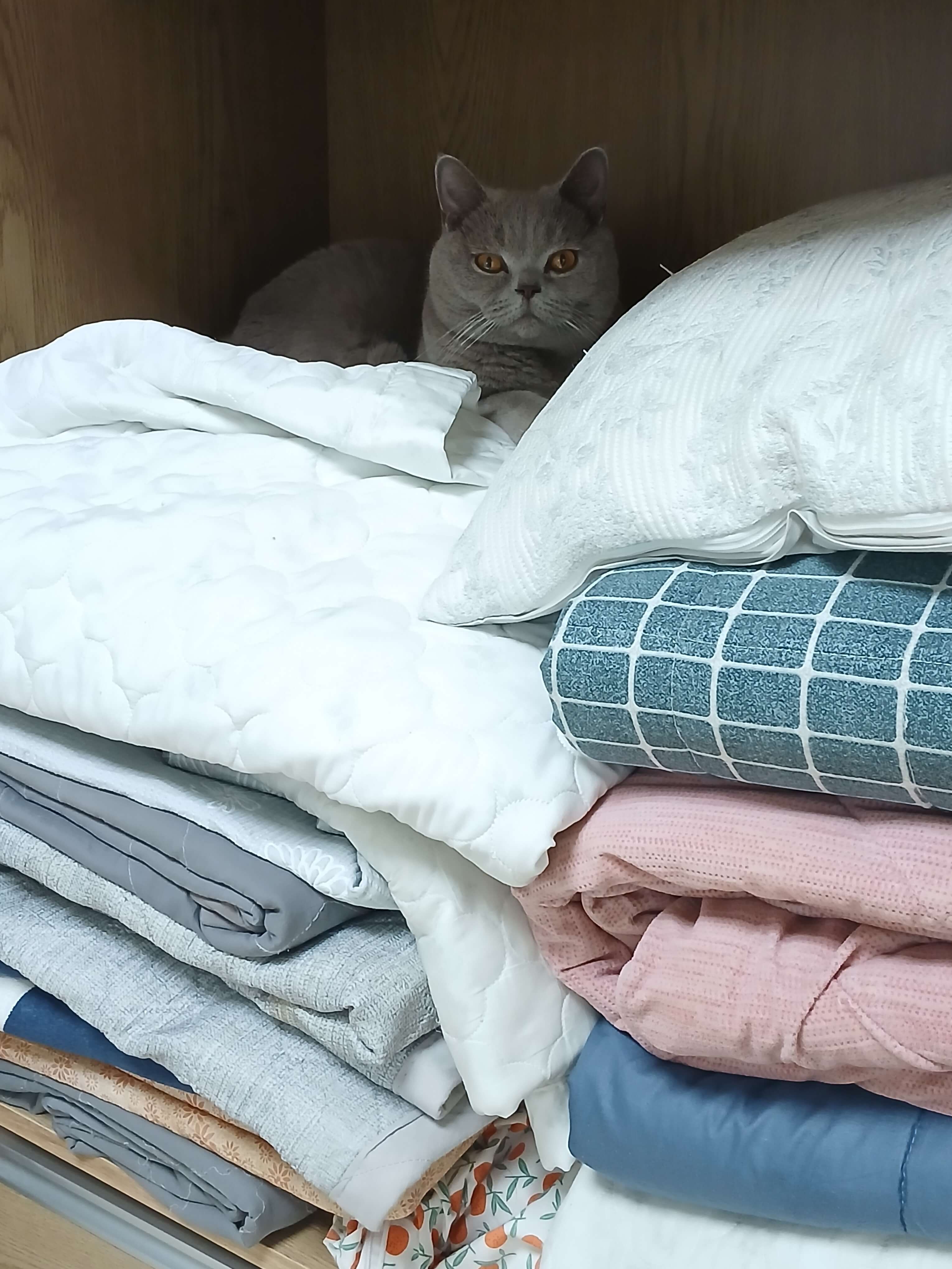 장농은 고양이가 좋아하는 최애 아지트에요