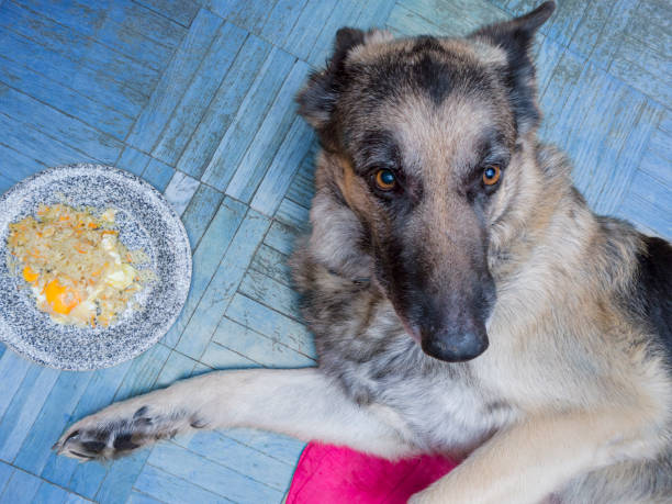 강아지가 잘못된 음식을 먹었을 때 대처법