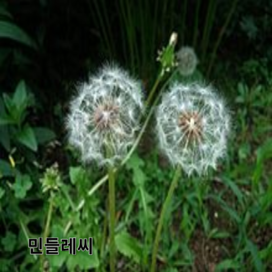 민들레의 영양소 및 효능, 채취 방법, 요리 레시피