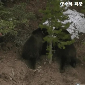 우수리 불곰 특징 성격 서식지_8