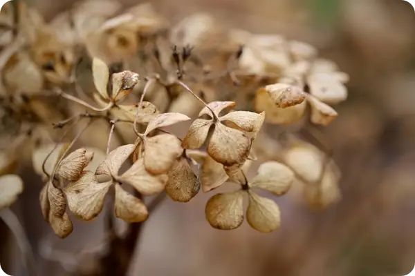 장생포 수국축제