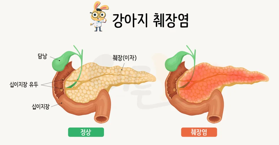 강아지 췌장암 증상 진단 치료법 안내_2