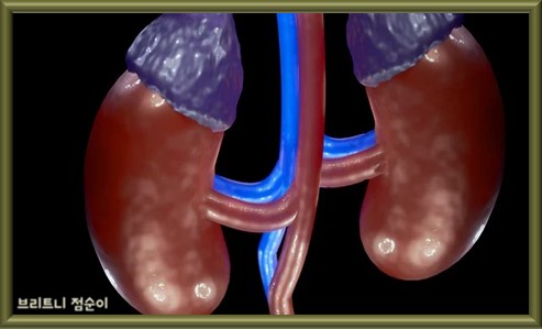 신장 건강에 좋은 음식 10가지