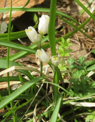 봄나물 손질

봄나물 데치는 시간

나물 보관법

냉이, 달래, 씀바귀

해독에 좋은 봄나물