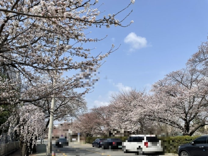 2025 안동 벚꽃 축제 관련 사진