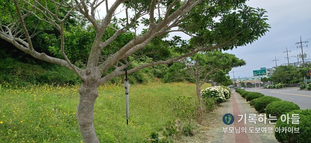 나무에 걸린 우산