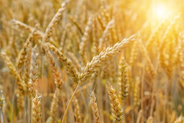 카뮤트효소 효능, 부작용, 먹는방법