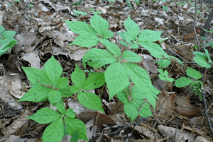 더덕 효능19