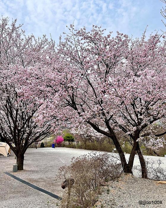 서울·경기 벚꽃캠핑장 추천 ❘ 봄날 감성 가득한 캠핑 명소 6곳