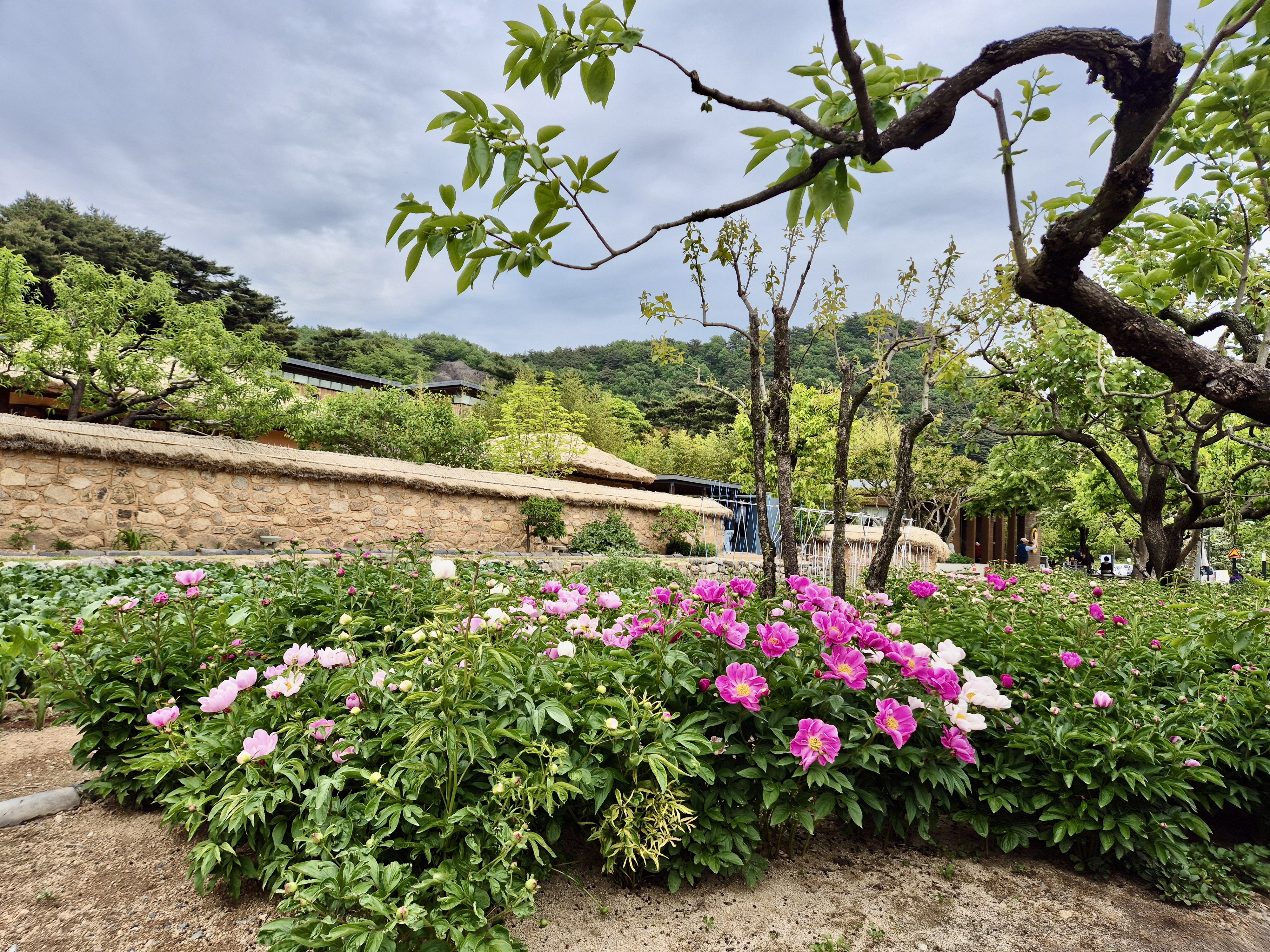 노무현 대통령 생가 작약꽃 ,봉하마을 꽃 명소
