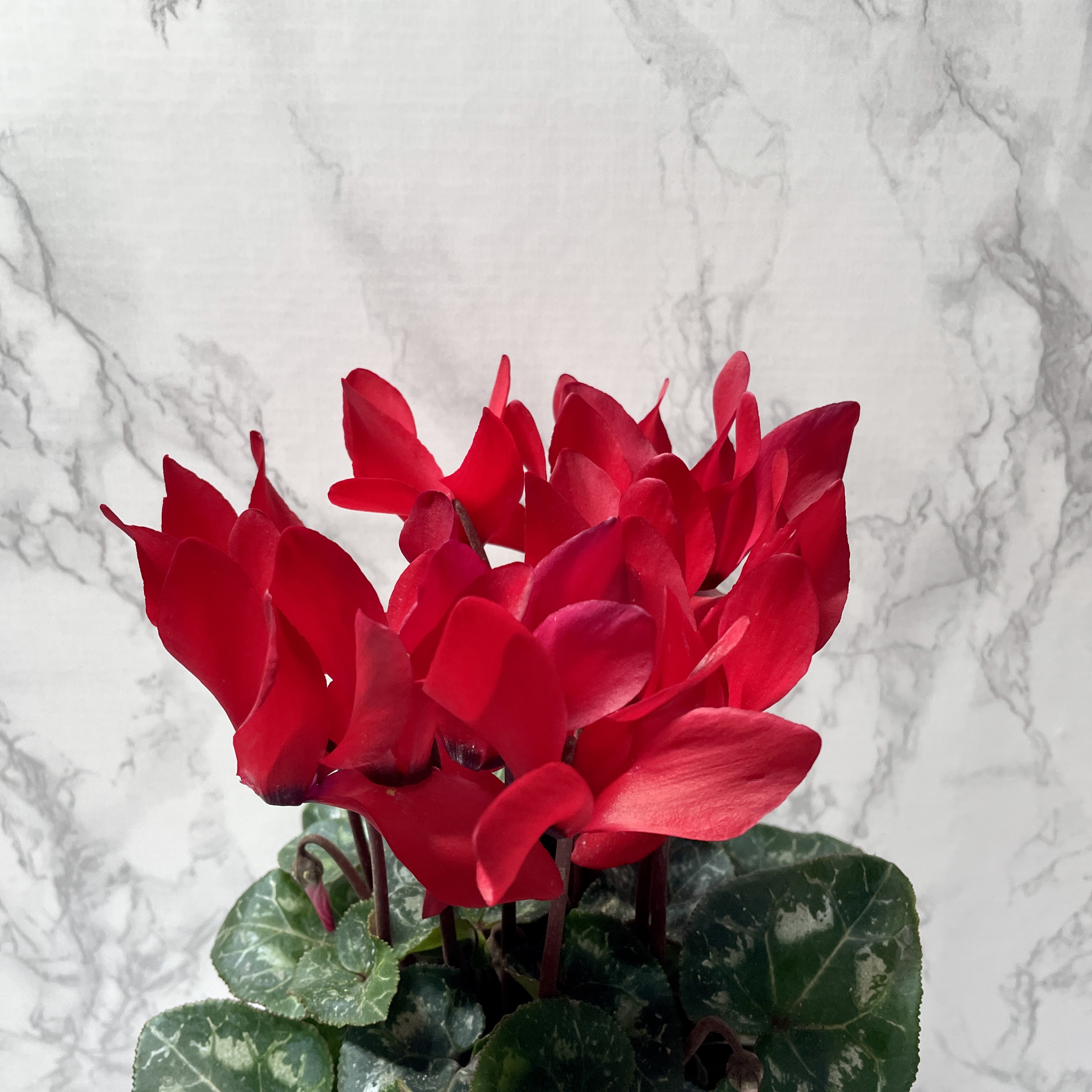 시클라멘 키우는 법