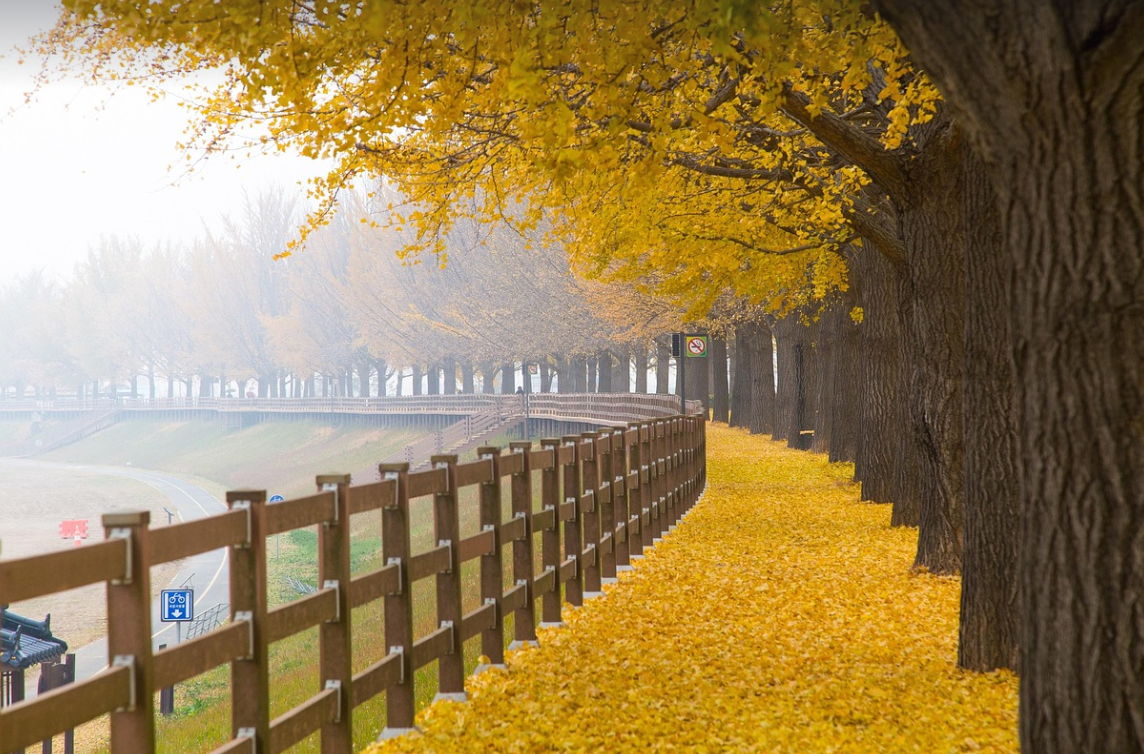 황금빛 풍경 곡교천 은행나무길