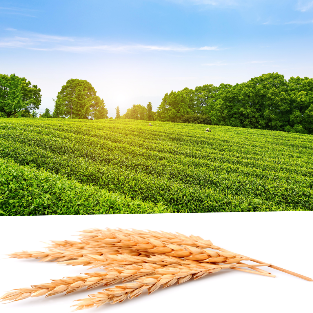 가래떡데이 행사 유래