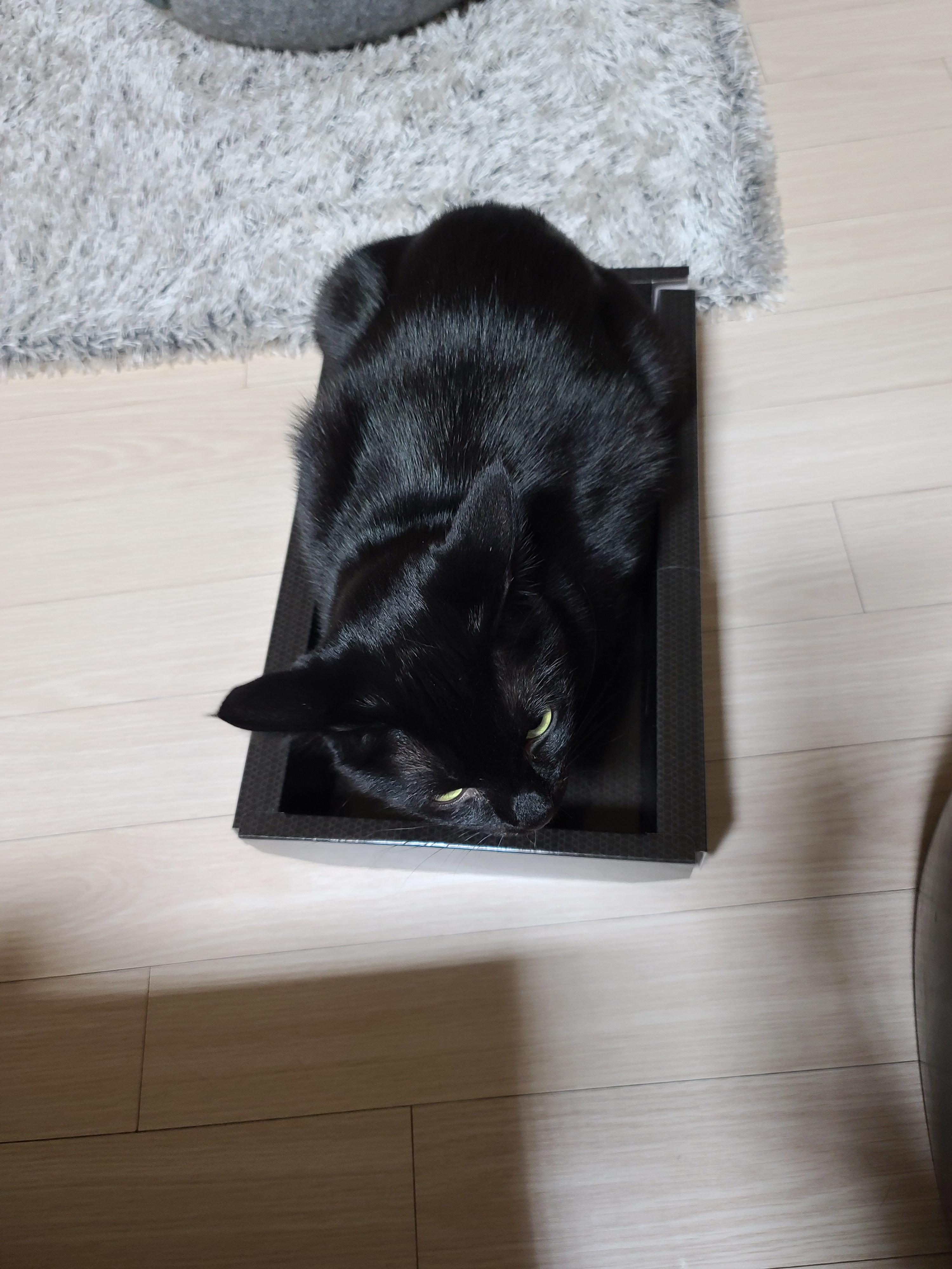 엄마껌딱지 건이는 박스신상묘! 그리고 아들고양이 삼총사는 늘 엄마집사를 지킨다.