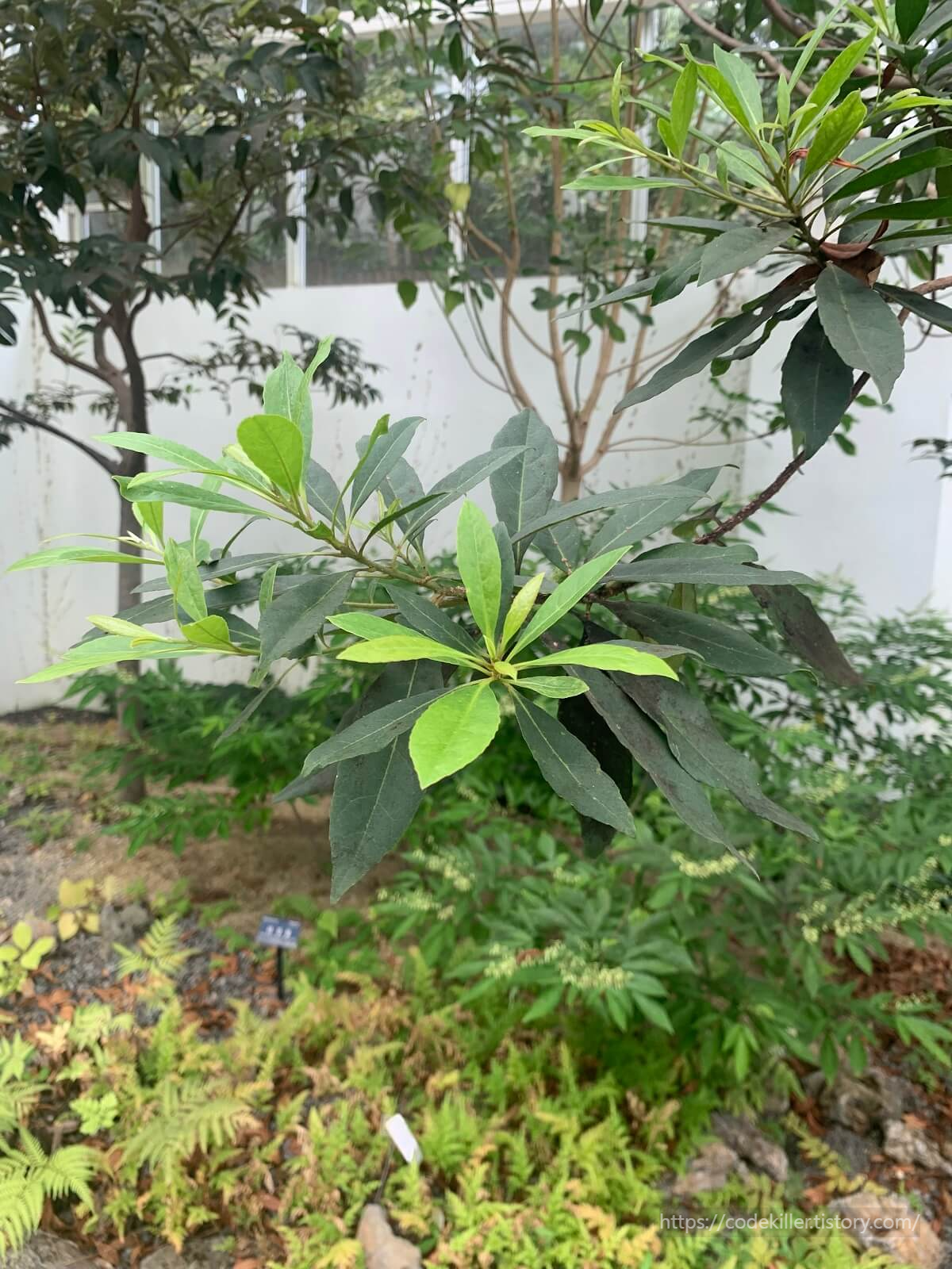 담팔수