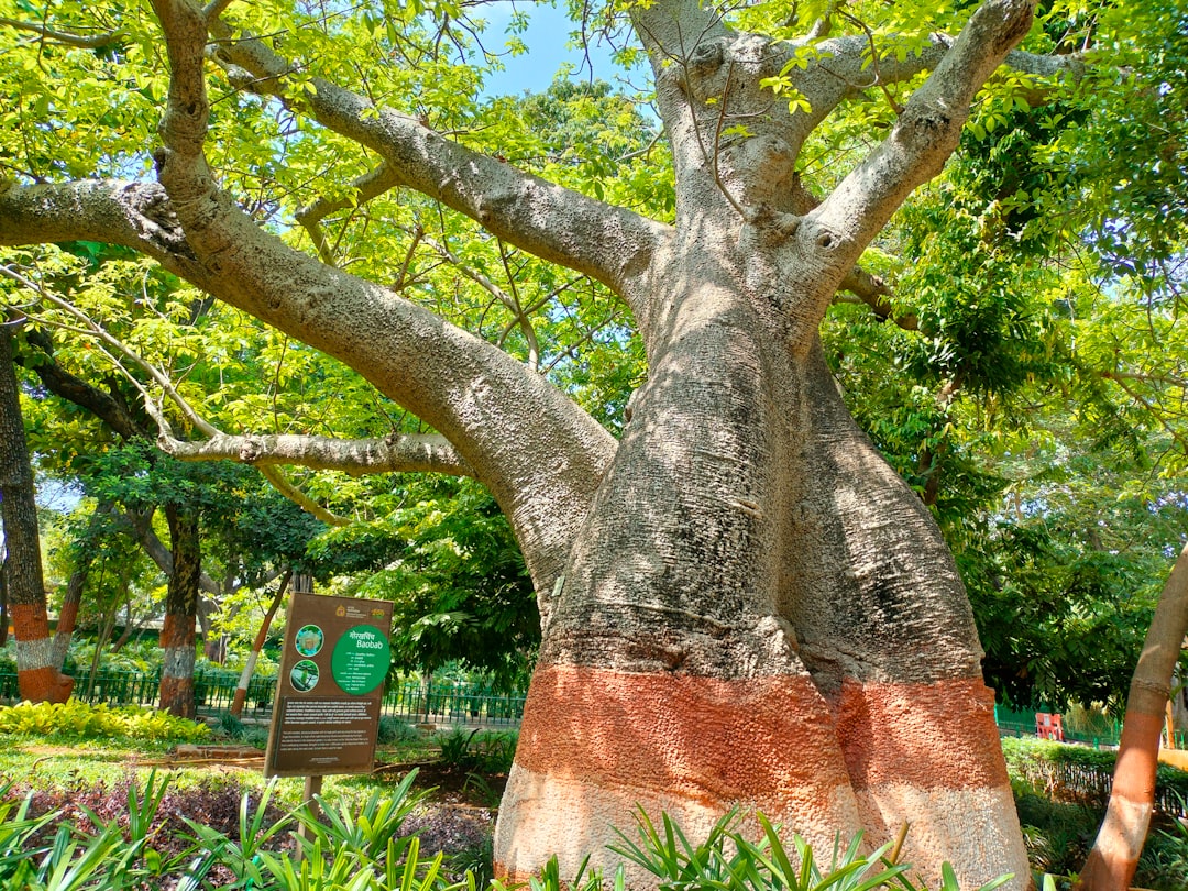 Baobab