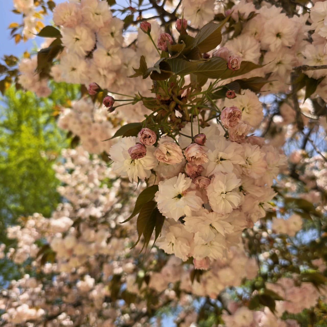 [4월 봄꽃 여행]순천 선암사❘진달래, 겹벚꽃, 홍매화, 개화시기
