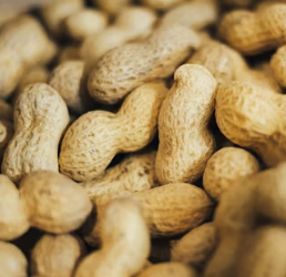 단백질 많은 음식 식물성 동물성