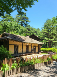 강릉 가볼만한 곳 대관령자연휴양림