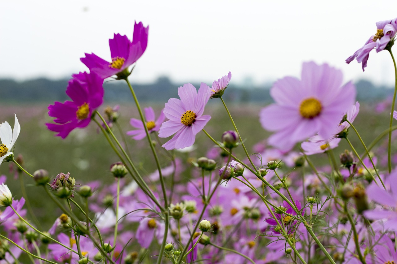 구리 코스모스축제 한강시민공원