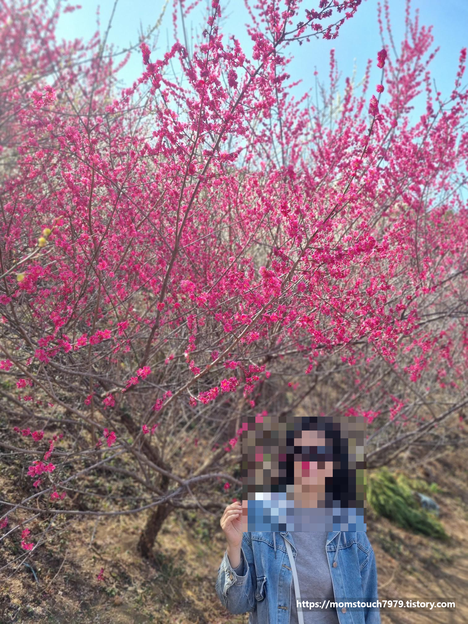 광양 매화축제