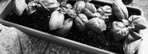 바질 키우는 법