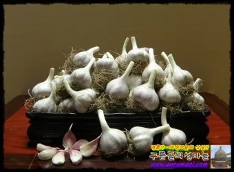 통마늘 지퍼백 보관 효과 오래 보관하는 방법_24