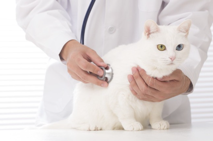 진찰받을 하얀 고양이.