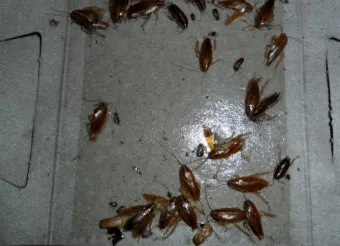 세스코 가정집 가격 방역비용 알아보기_10