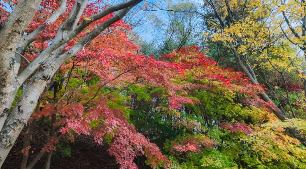 청주 상당산성 단풍
