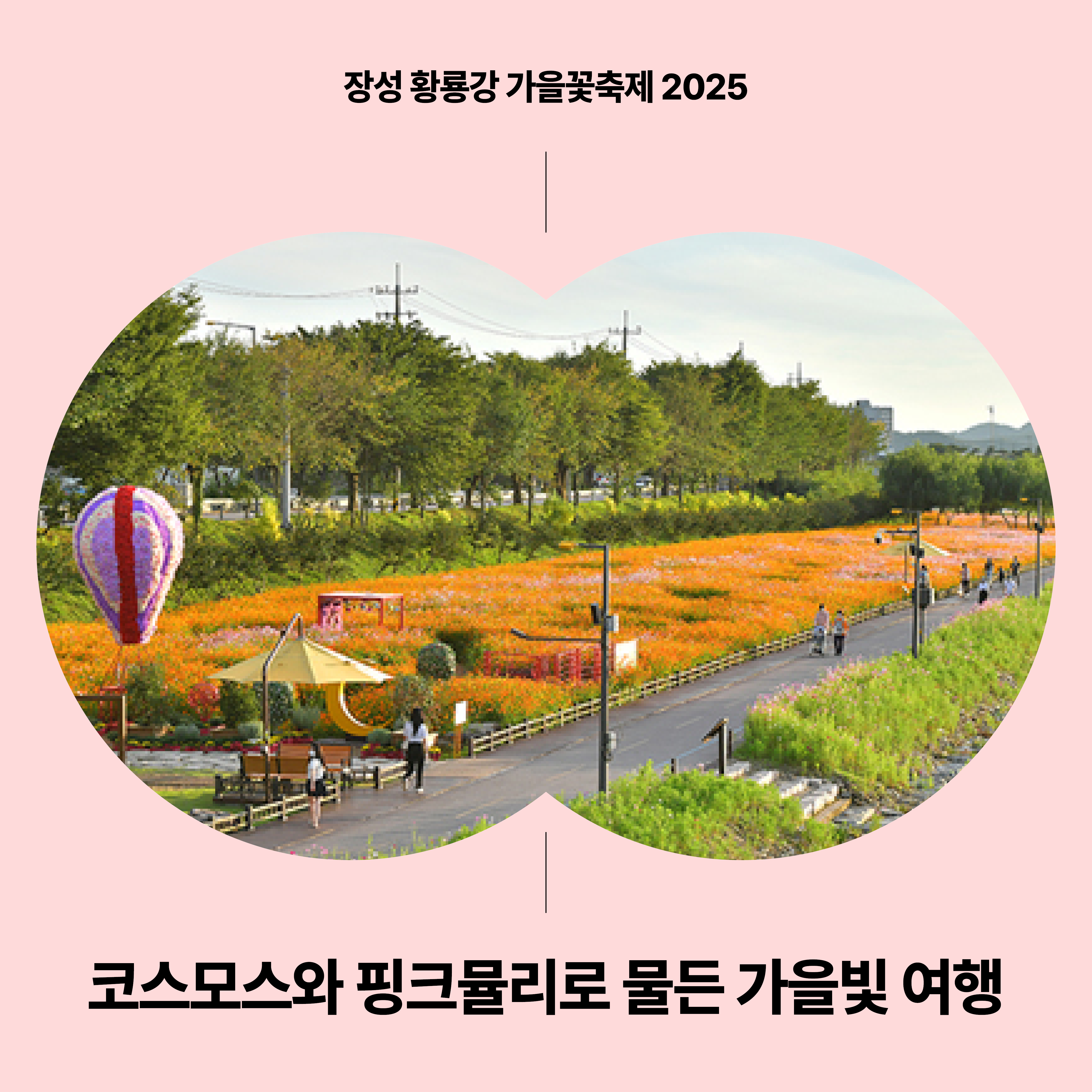 장성 황룡강 가을꽃축제 2025 대표 썸네일 — 코스모스와 핑크뮬리가 만발한 황룡강 꽃길 전경과 가을빛 여행을 주제로 한 포스터 이미지