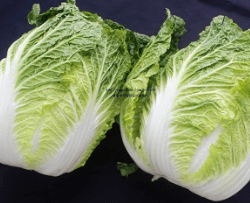 김장 배추 고르는 방법