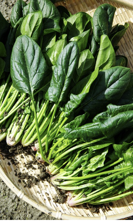 두통에 좋은 음식