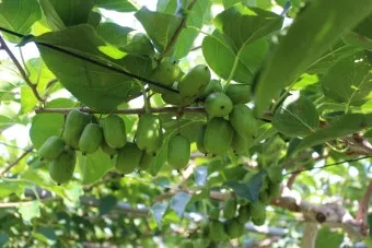 다래 재배 수분수 배치 덩굴 유인 겨울 보호_6