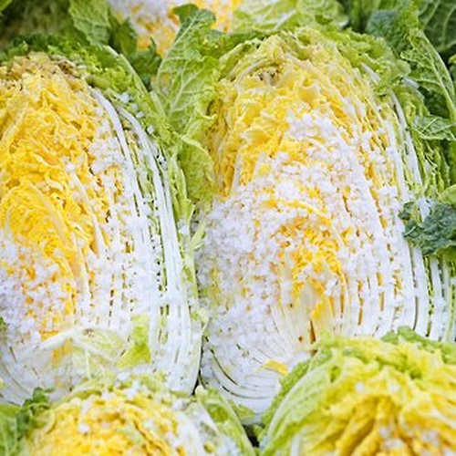 [이마트 절임배추 사전예약] 오더픽 예약방법, 수령일정·할인혜택 총정리