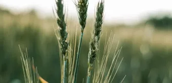 밀 재배 파종 밀도 월동 관리 도복 방지_8