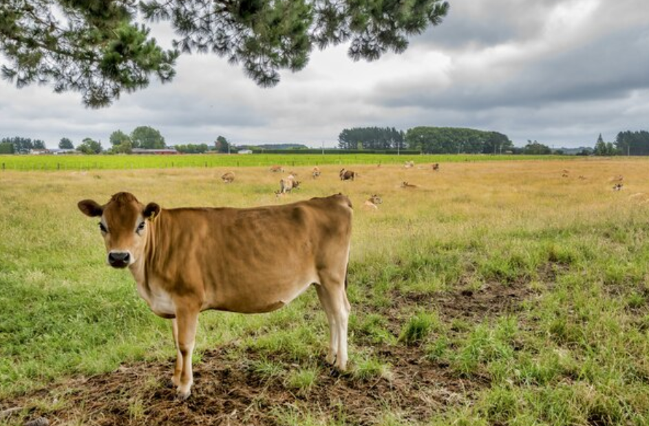 럼피스킨 선별적 살처분