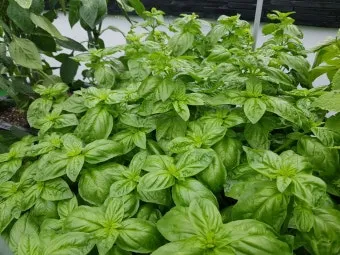 바질 재배 실내 재배 가지 치기 잎 수확_8