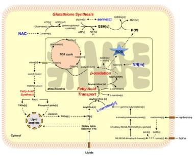 글루타치온 합성 단계