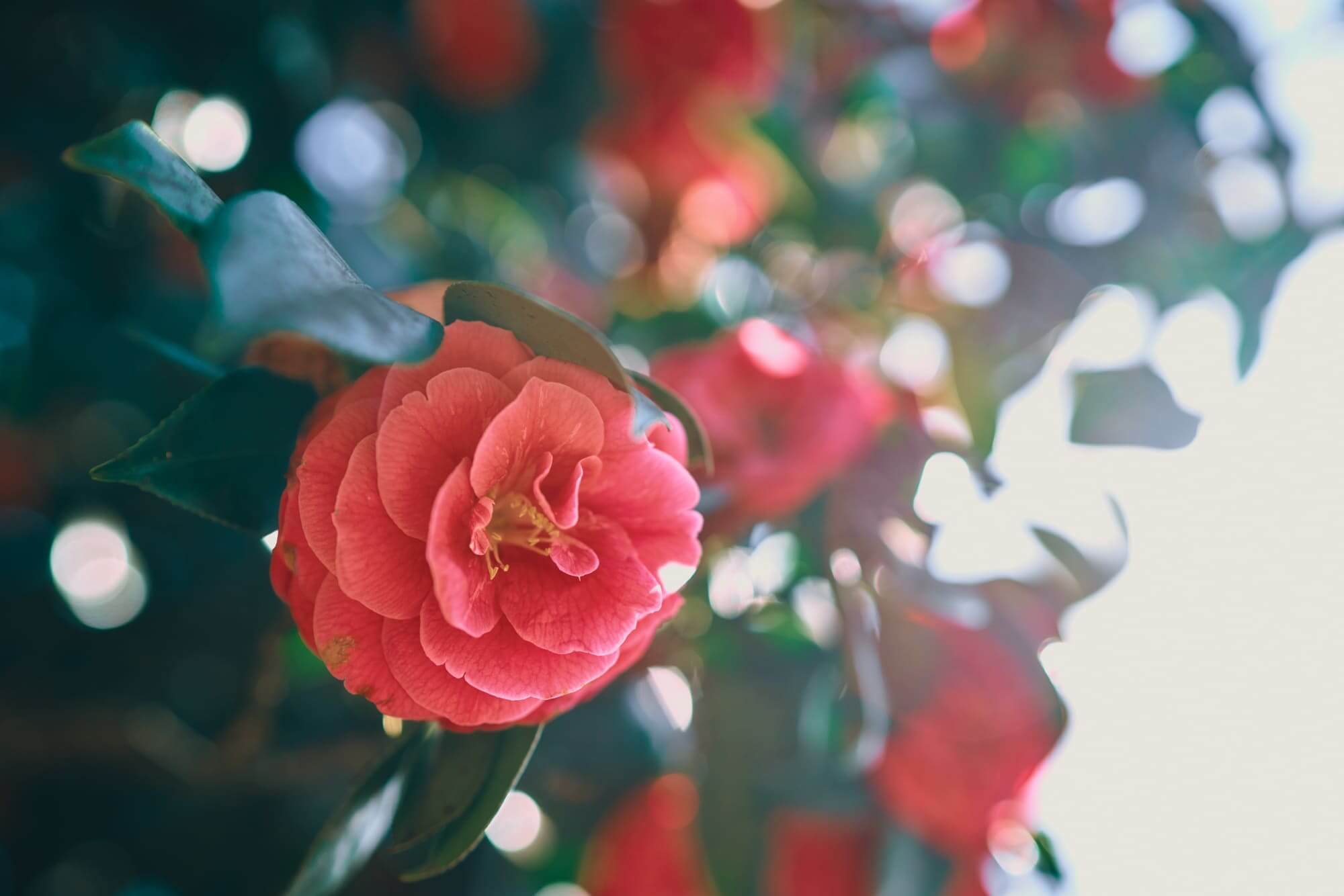 제주 올레길 5코스 추천: 남원포구에서 쇠소깍까지 힐링 여행