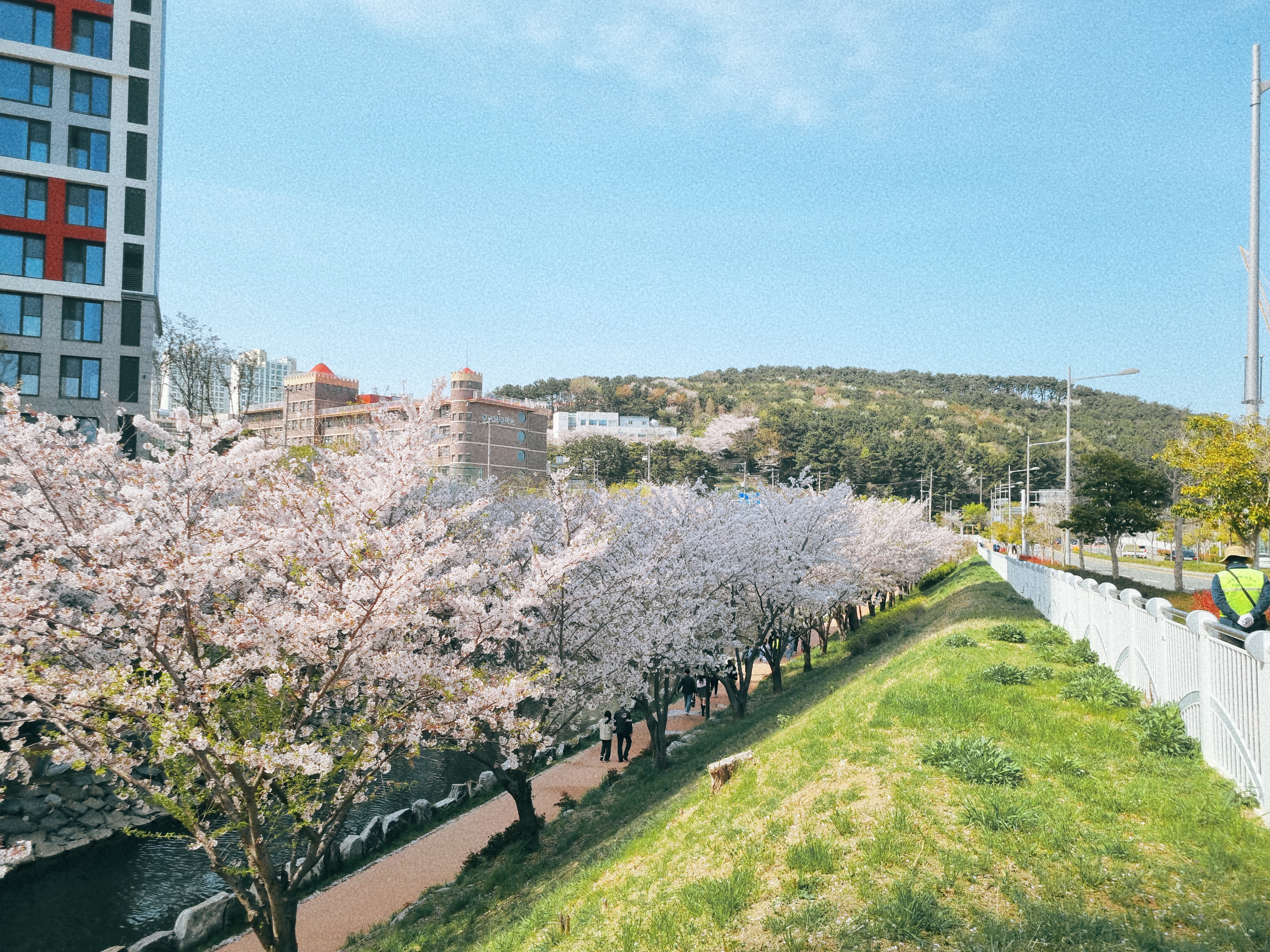 영도 동삼해수천 벚꽃길