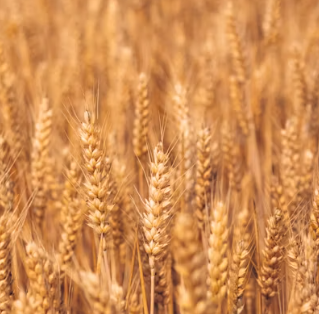 카무트 효소 부작용 분말 다이어트