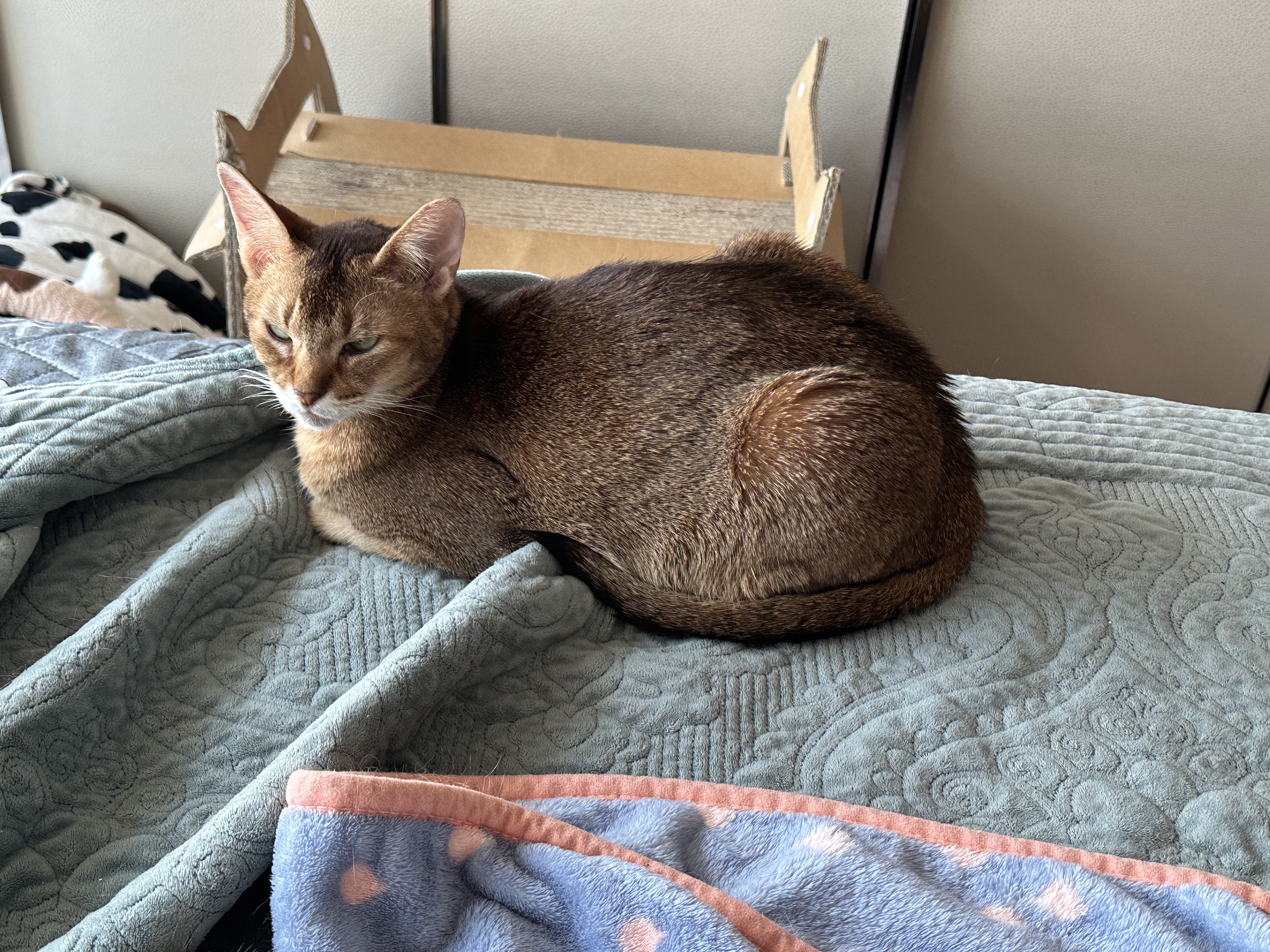 엄마집사가 침대 위에서 작업하면 아홉냥이들은..