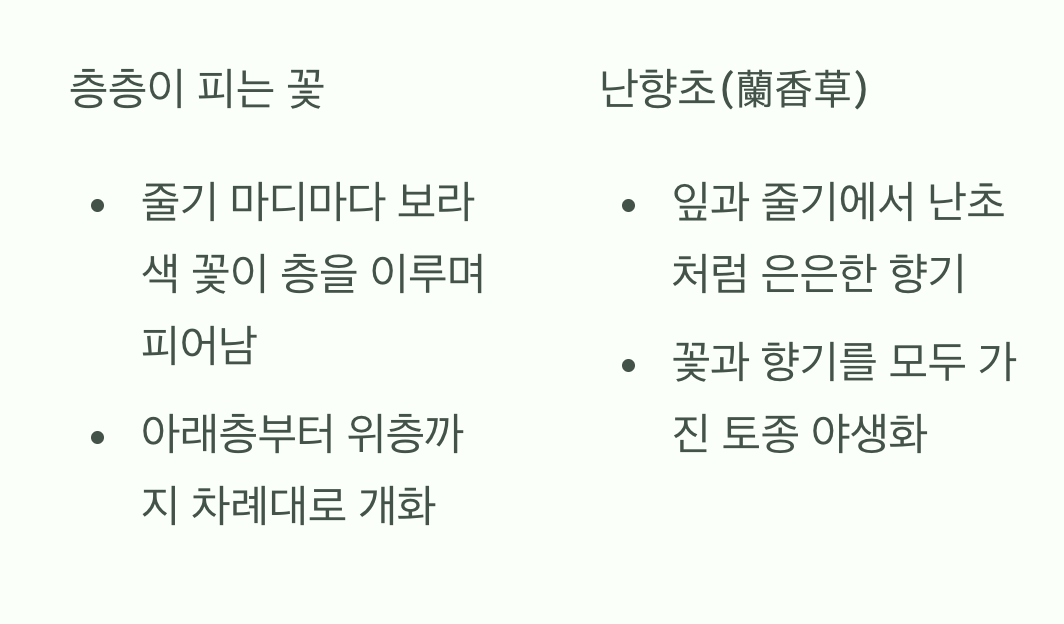 이름 속에 숨겨진 비밀&amp;#44; 층층이 피는 꽃