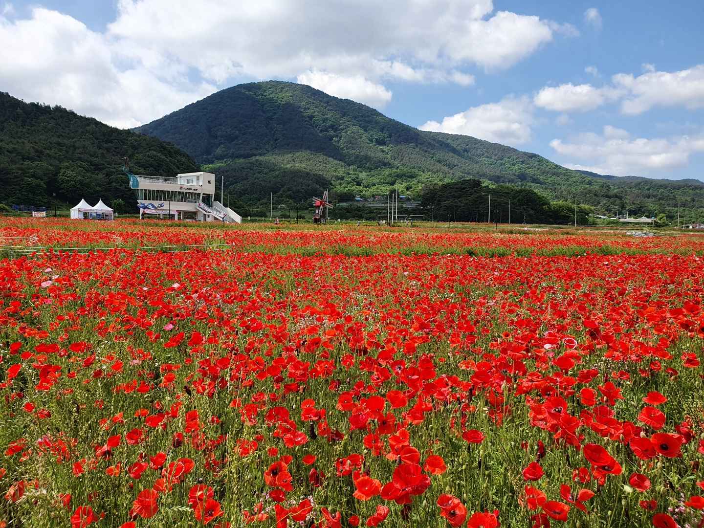 하동 북천 꽃양귀비 축제